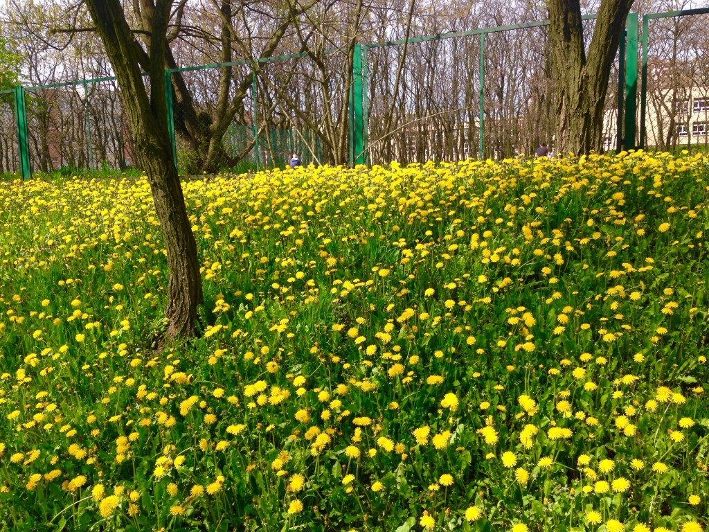 一面にたんぽぽの花