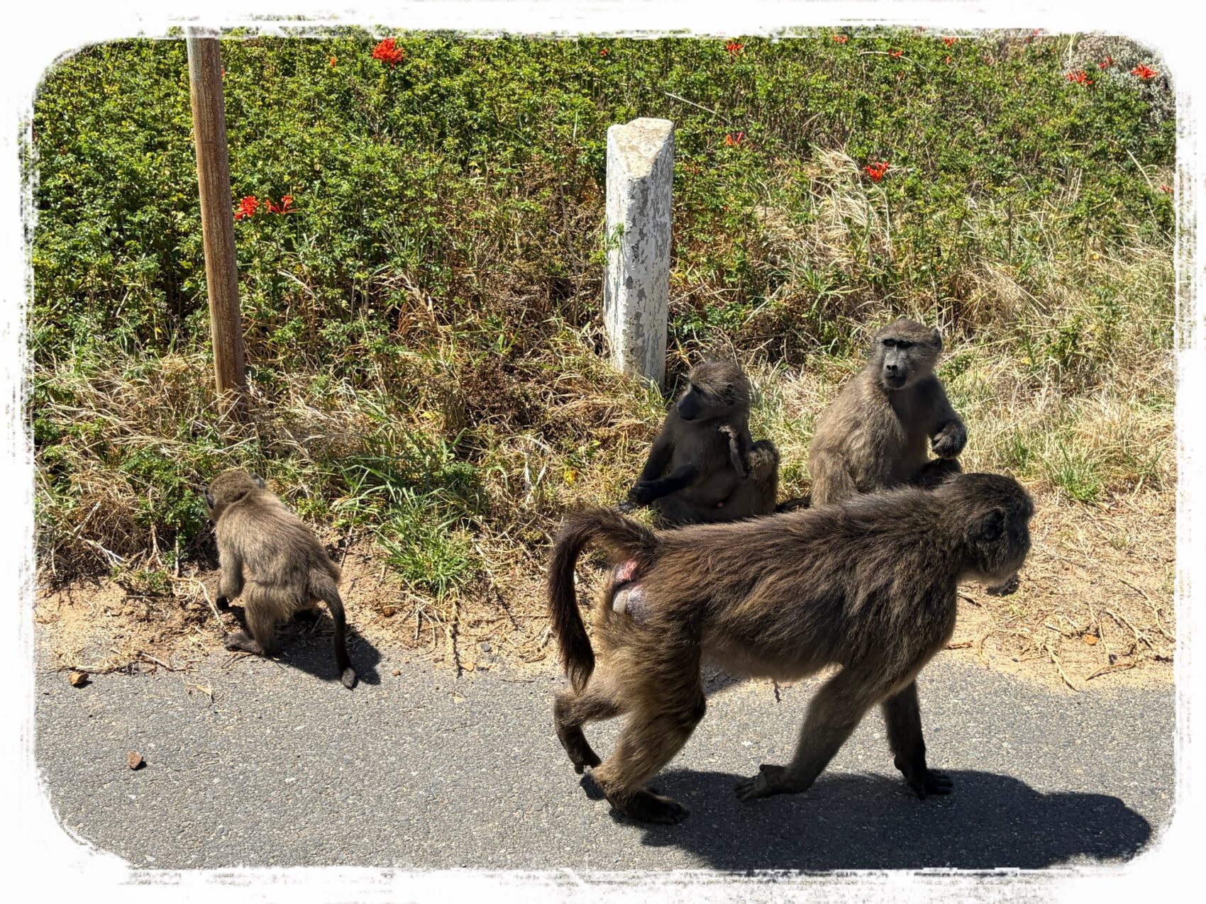道端のお猿さん