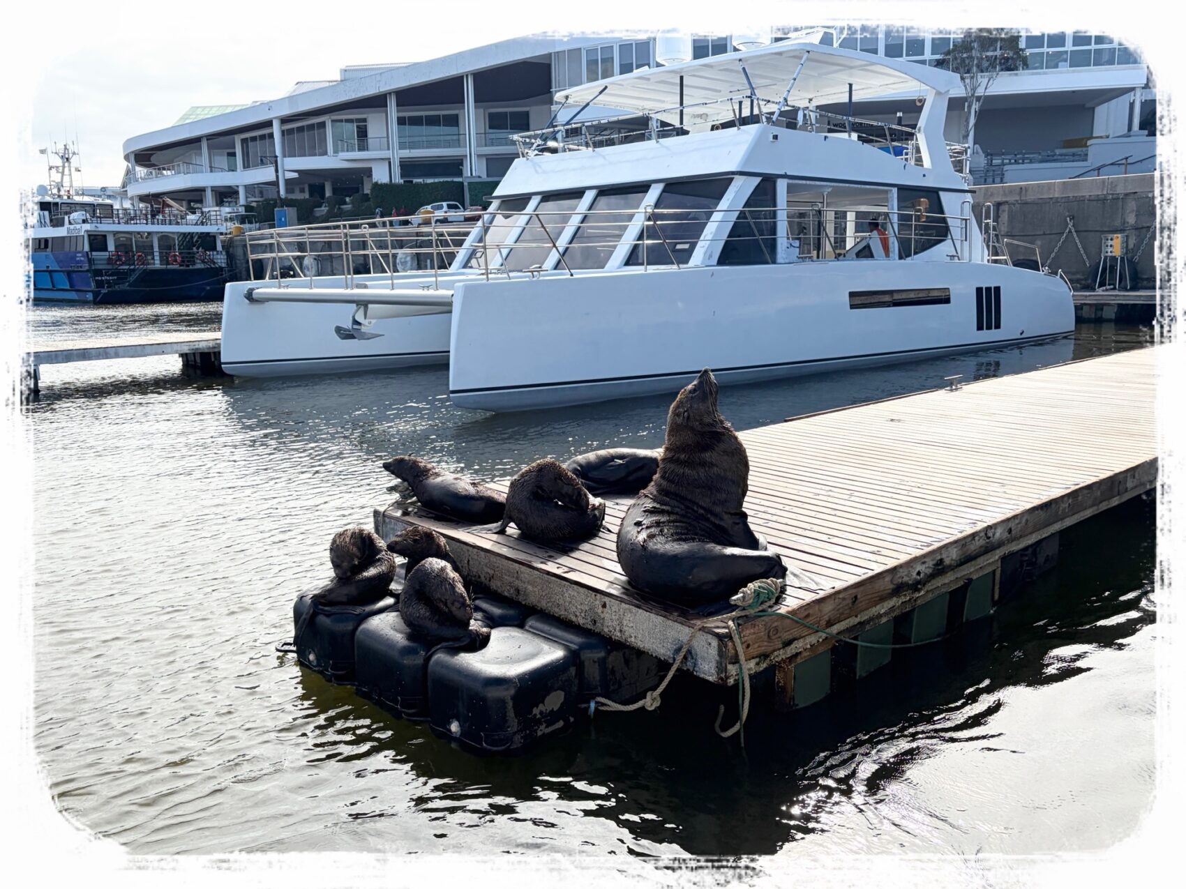 アザラシハーバークルーズ