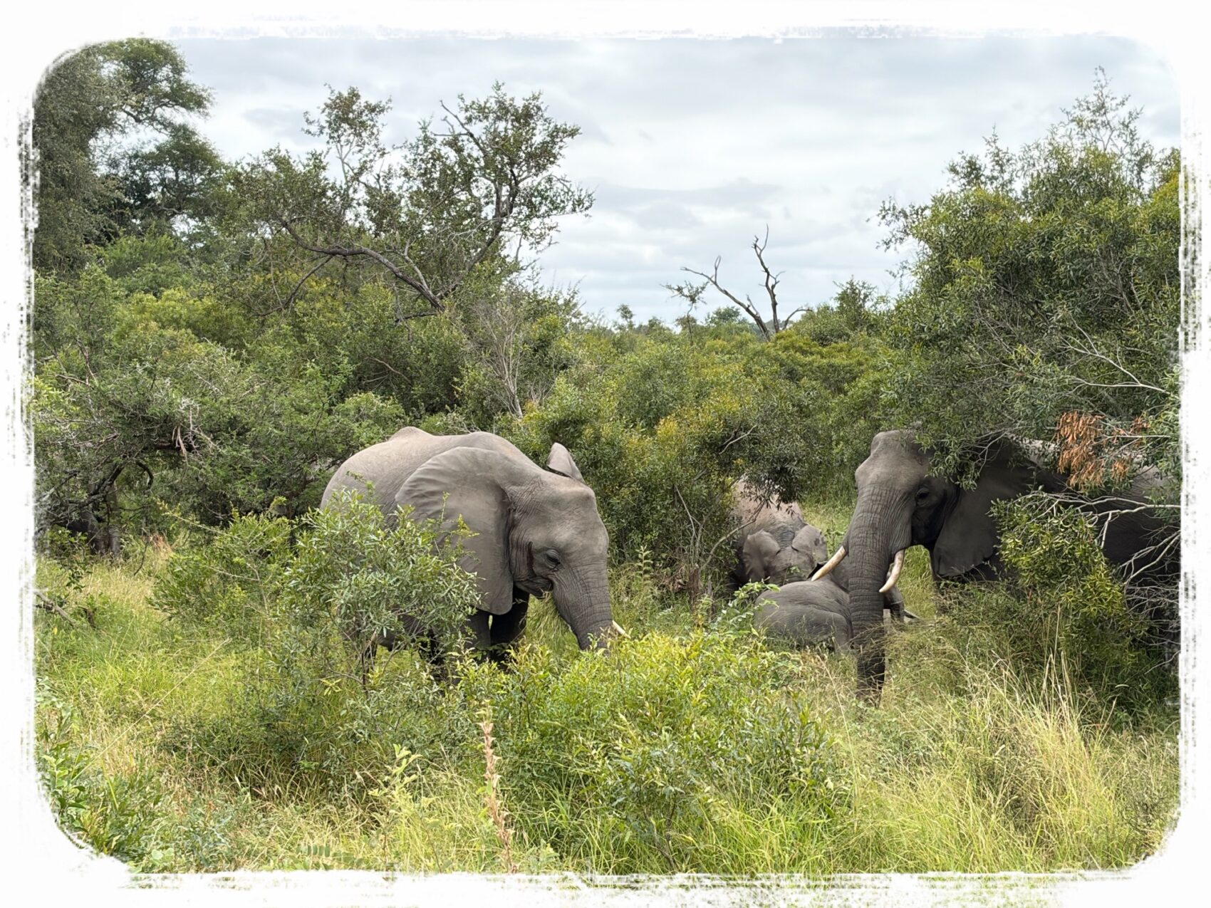 クルーガーサファリ