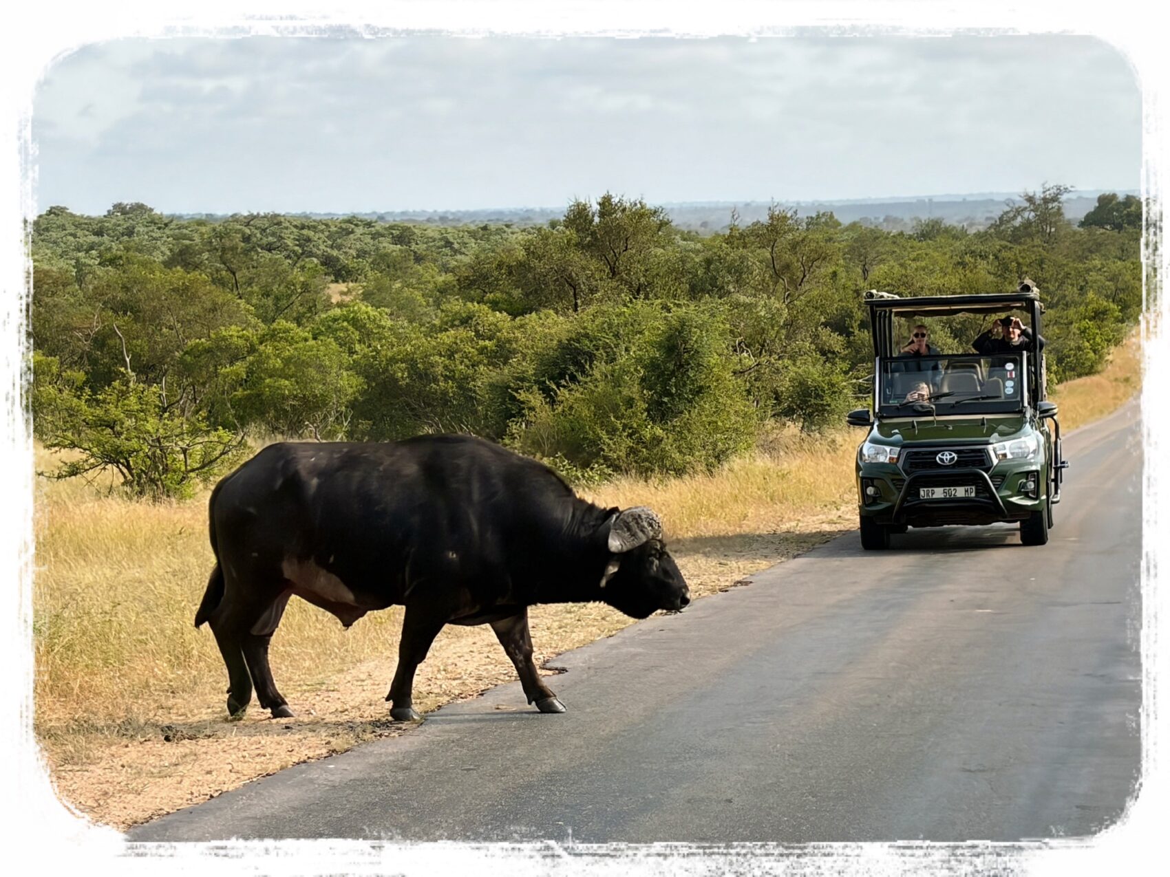 クルーガーサファリ