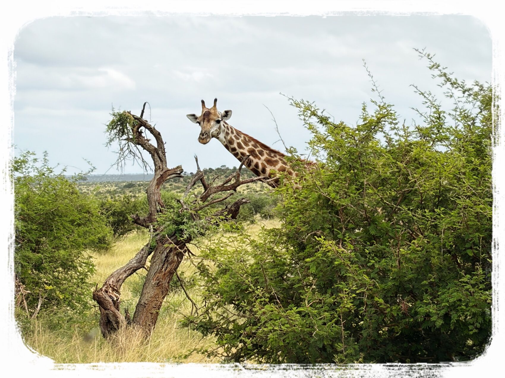 クルーガーサファリ