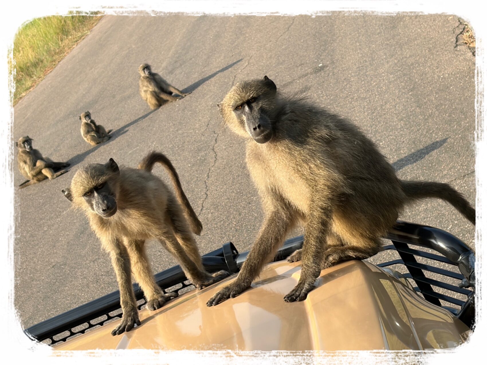 クルーガーサファリ